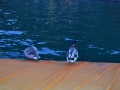 gualtiero viola-ponte floating piers (22)