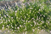IMG_20190601_063154
