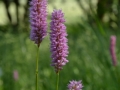 2015 val camonica gualtiero viola (5)